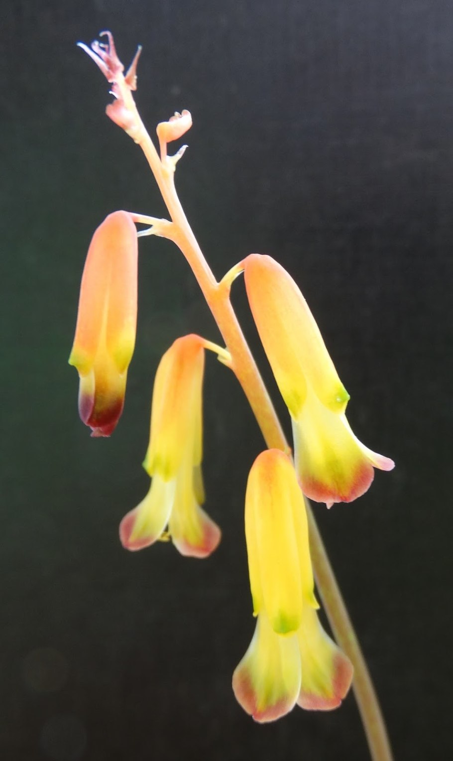 Lachenalia SP. Carnosa (или Ledebouria revoluta)