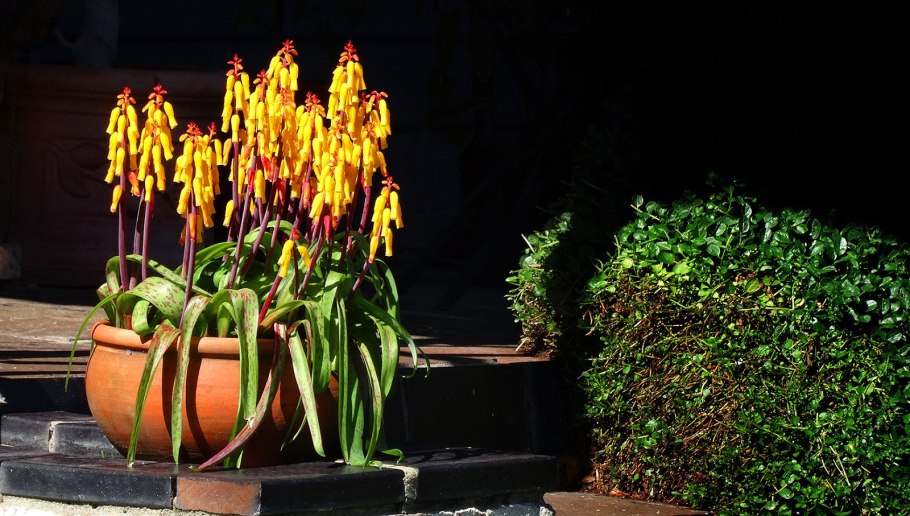 Лашеналия алоэвидная (Lachenalia Aloides)