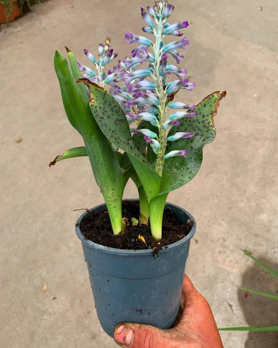 Лашеналия цветок