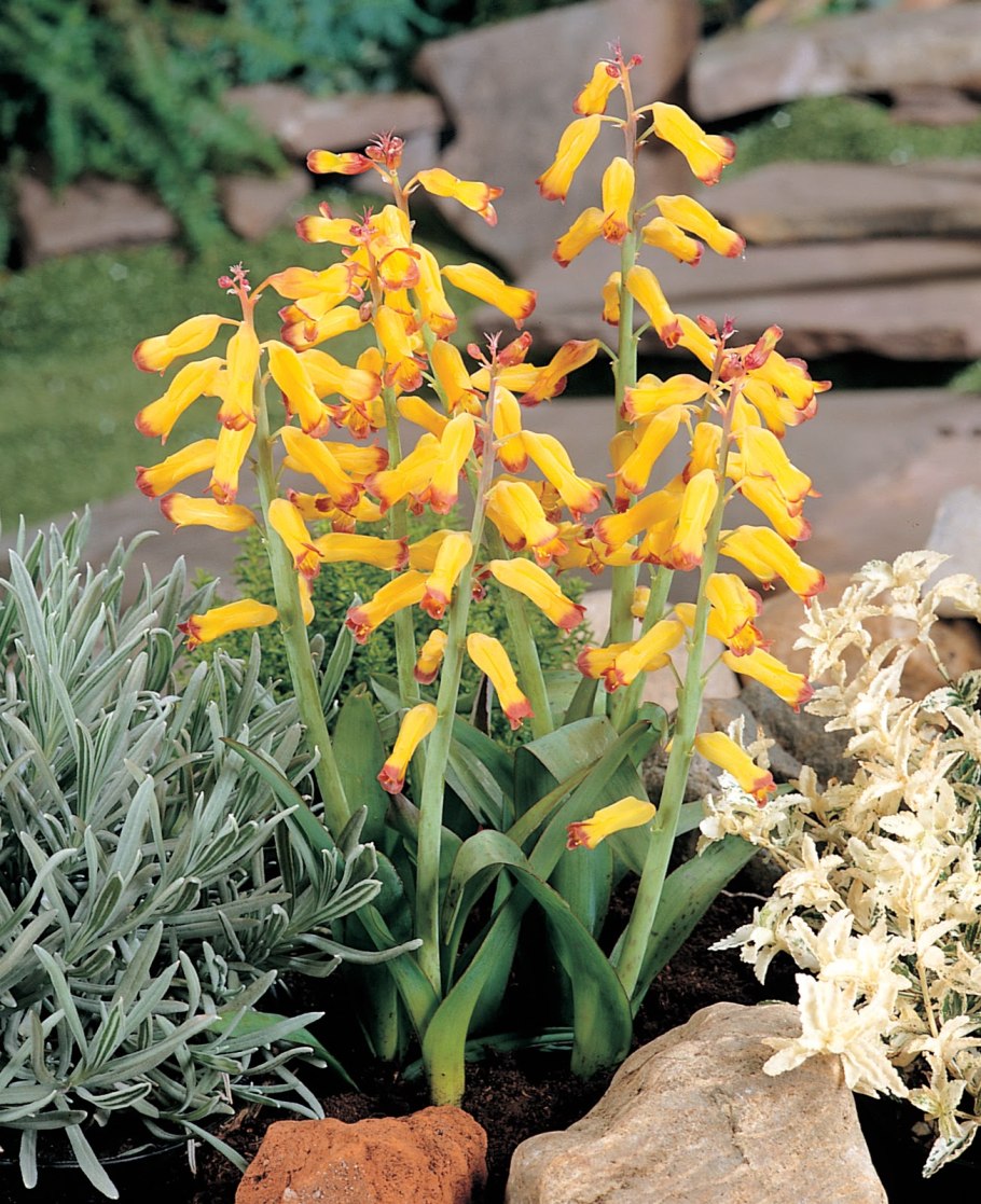 Лашеналия алоэвидная (Lachenalia Aloides)