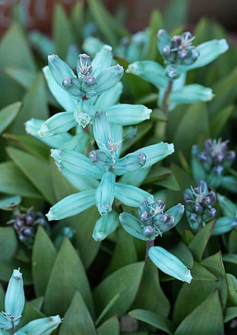 Lachenalia SP. Carnosa (или Ledebouria revoluta)