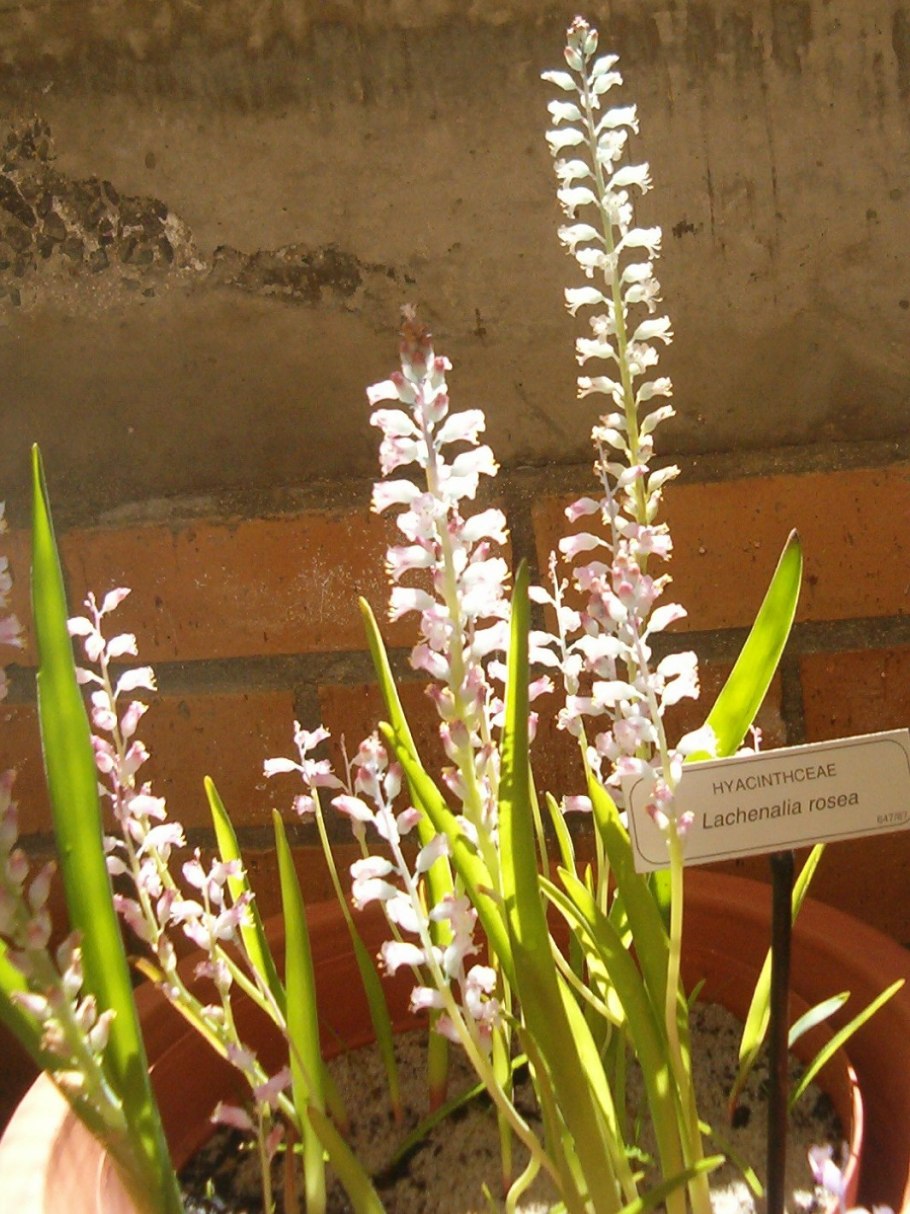 Lachenalia rosea