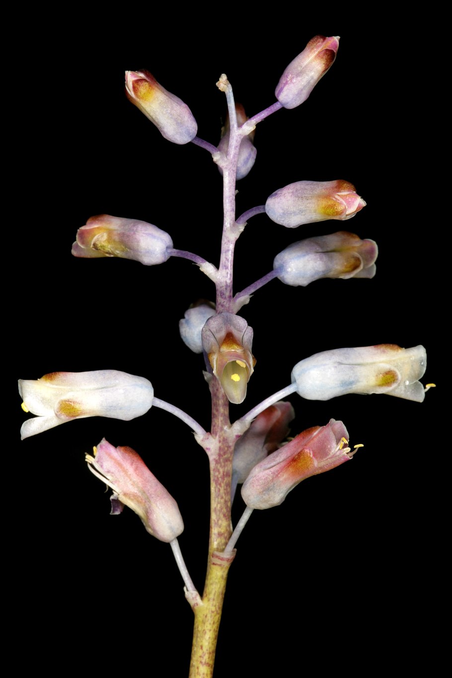 Lachenalia unifolia