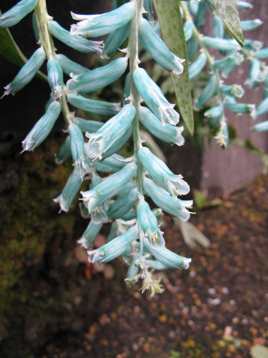 Lachenalia Reflexa