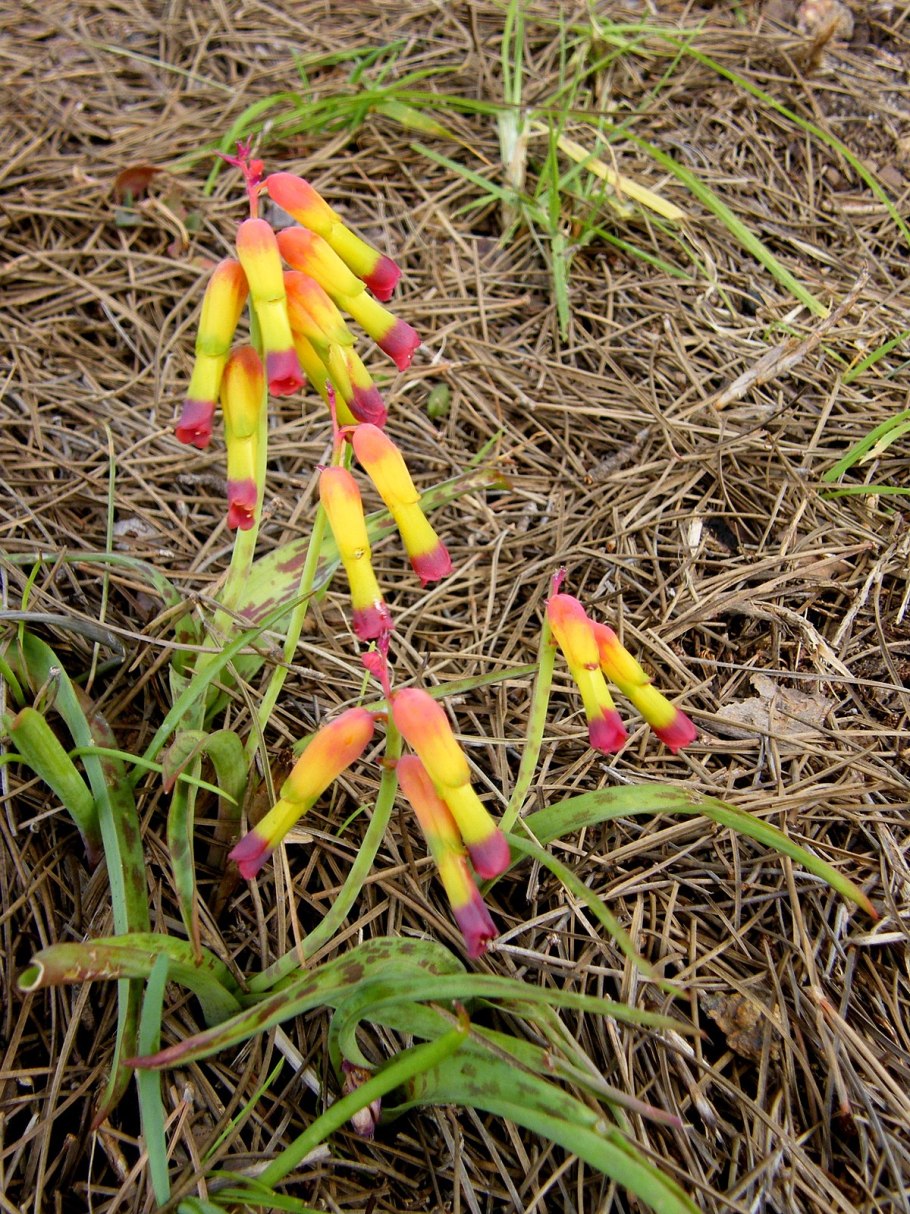 Лашеналия алоэвидная