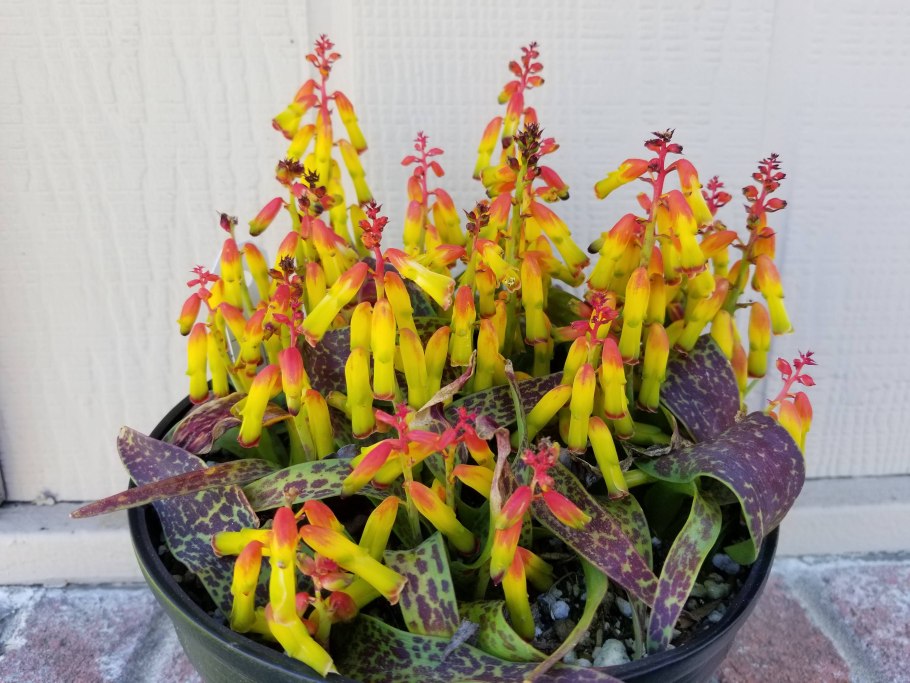 Lachenalia ensifolia