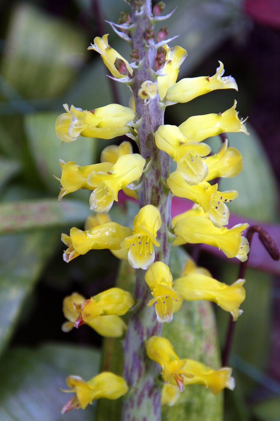 Суккулент алоэ Вера