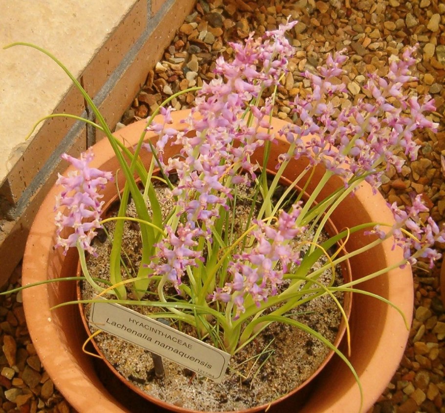 Lachenalia namaquensis