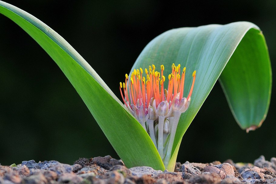 Гемантус катарина