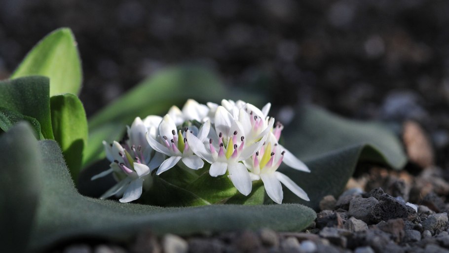 Суккулент crassula springtime