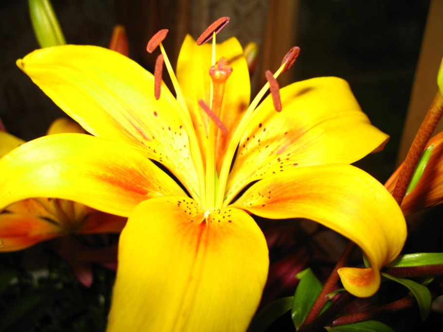 Лилия золотистая Lilium auratum