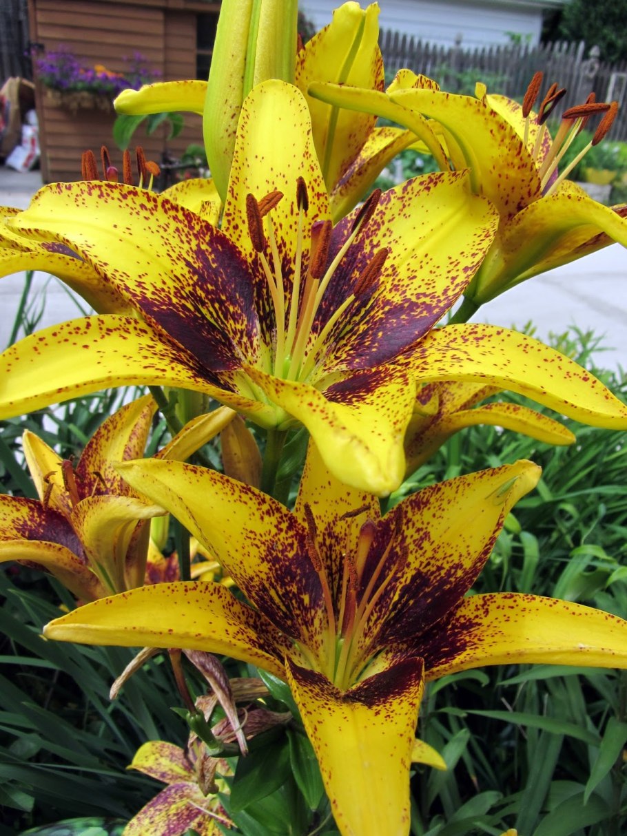 Лилия золотистая Lilium auratum