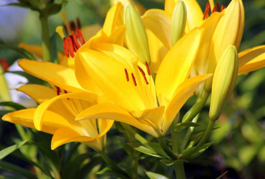 Лилия Golden Splendour