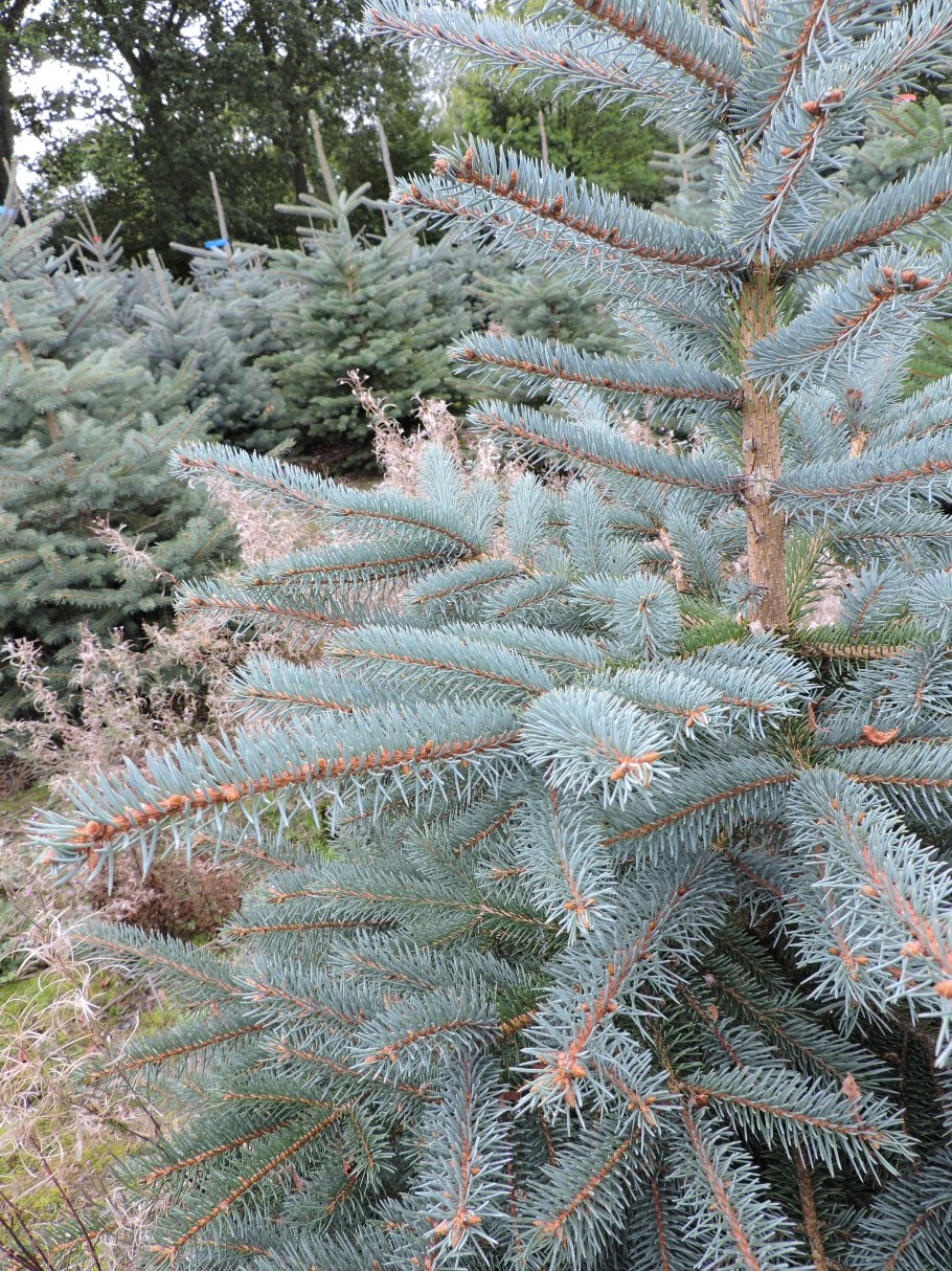 Ель голубая Picea pungens