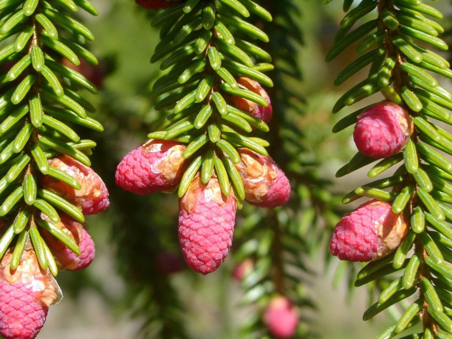 Picea Asperata