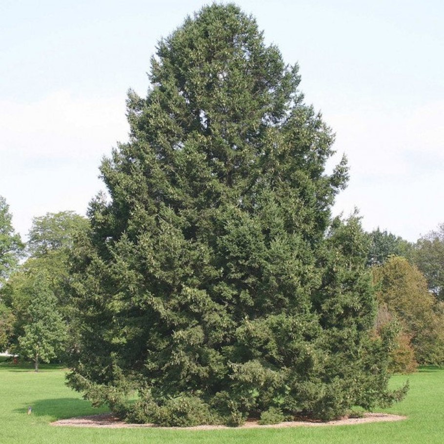 Picea wilsonii