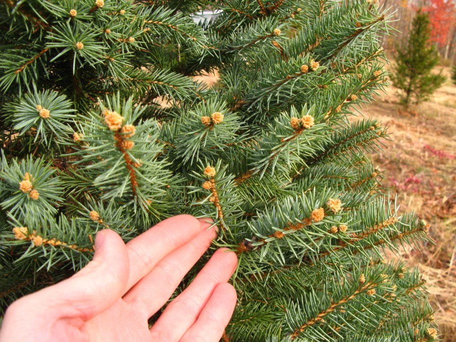 Ель Сибирская Picea obovata