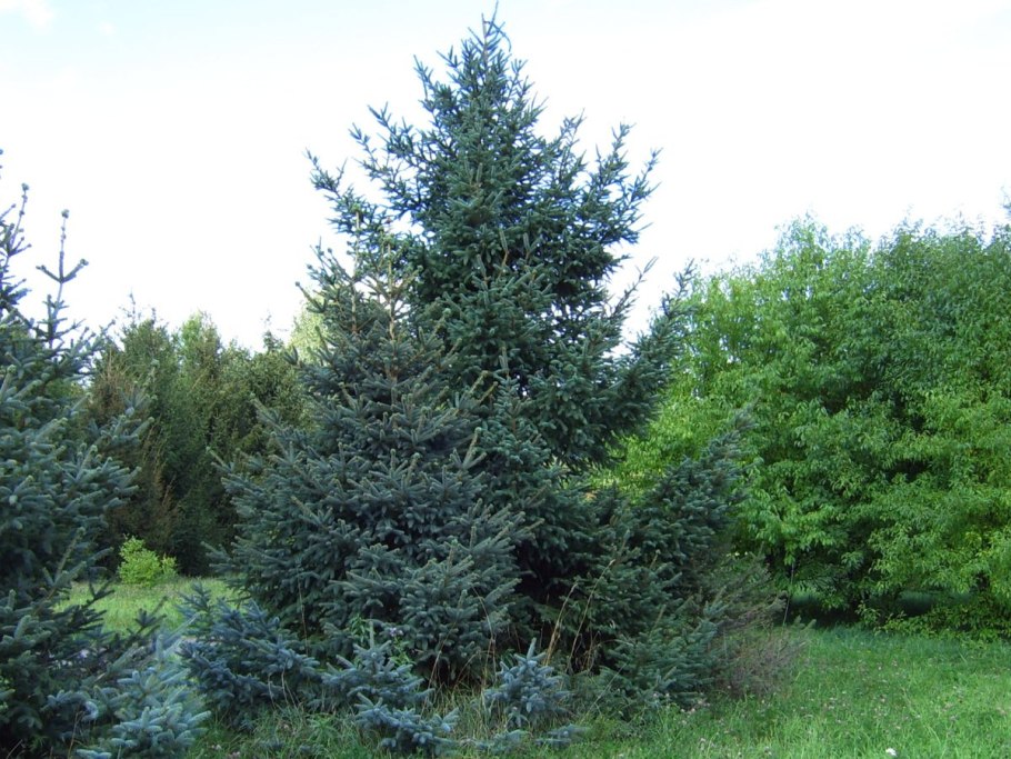 Пихта Сибирская хвоя