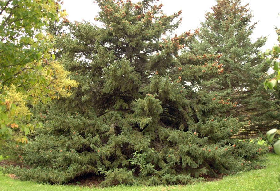 Picea Abies pruhoniceana