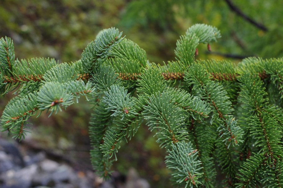 Пихта Кавказская Abies nordmanniana (Steven.)