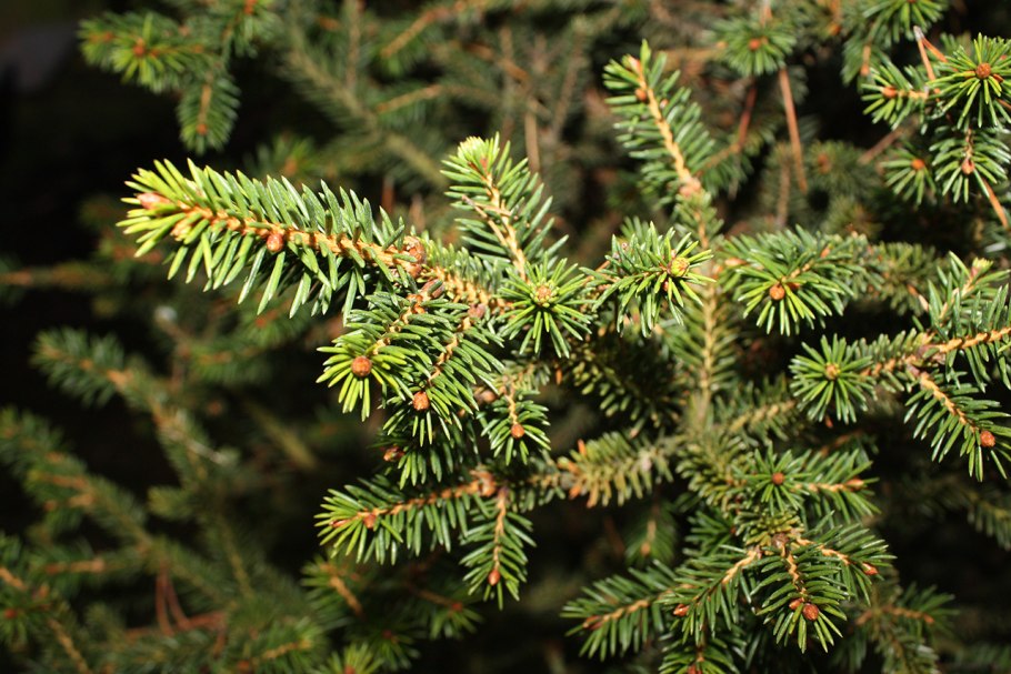 Ель сибирская picea obovata