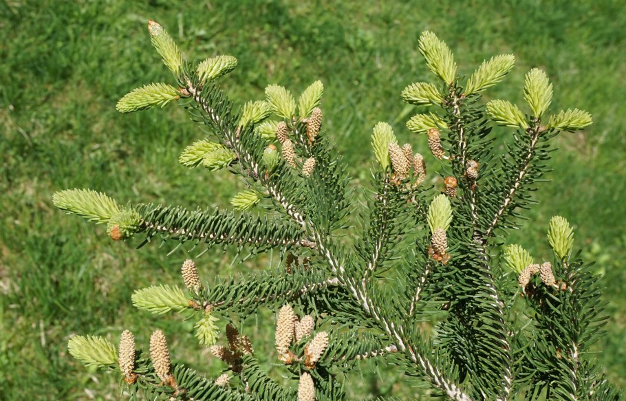 Picea spinulosa