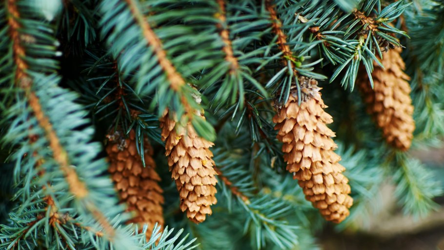 Picea likiangensis purpurea