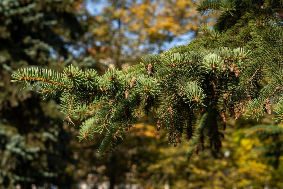 Ель крымская