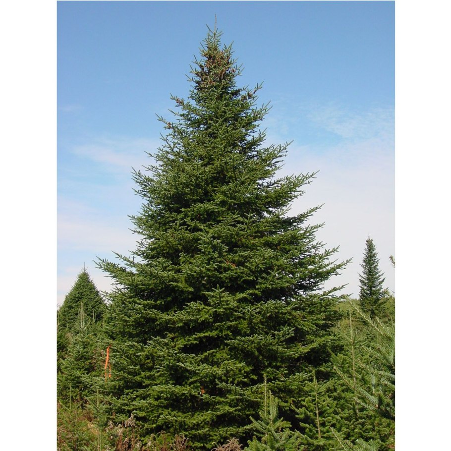 Пихта сибирская abies sibirica