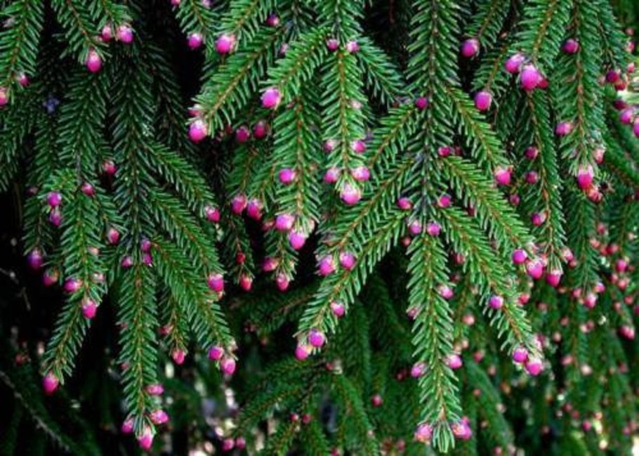 Picea wilsonii