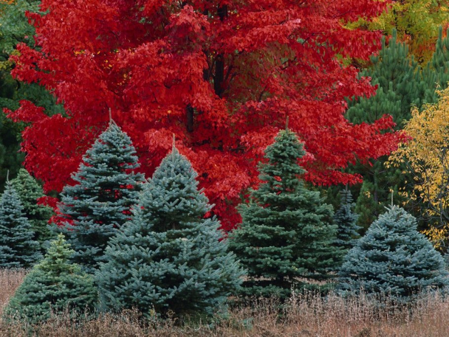 Сосна с красными шишками