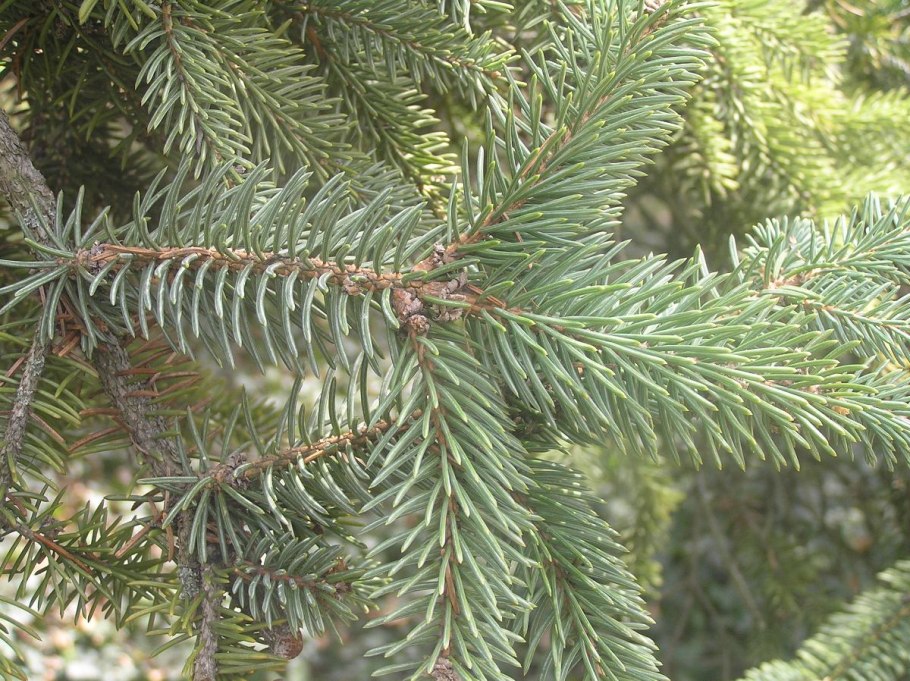 Ель шероховатая