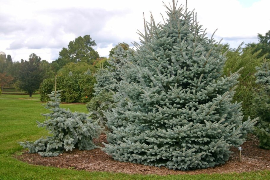 Picea Asperata Chevreloup