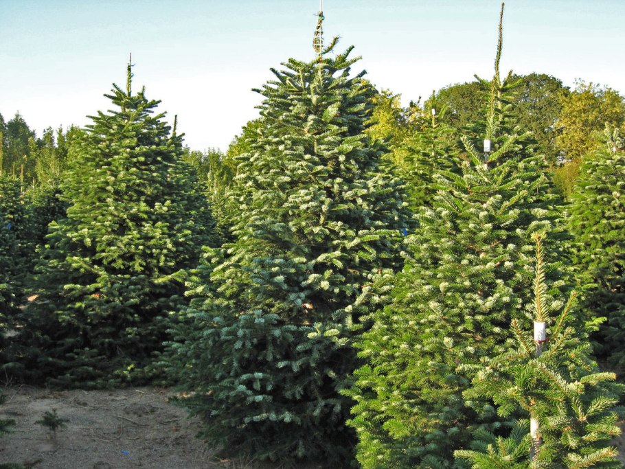 Пихта абиес нордманниана