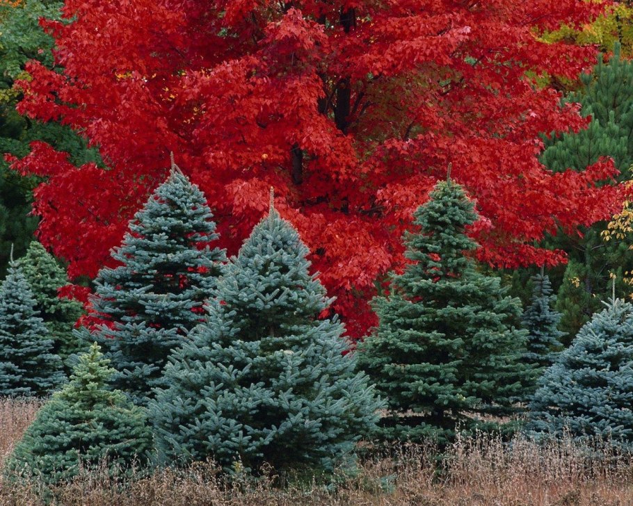 Дерево осени