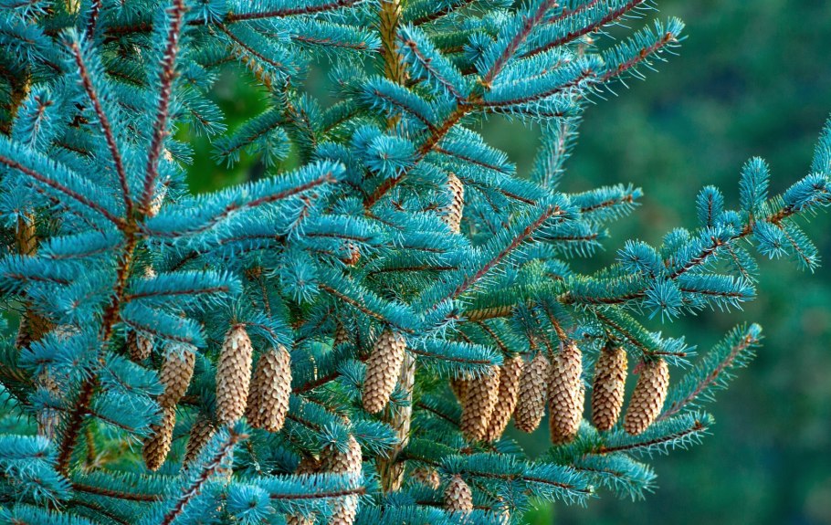 Picea pungens шишки