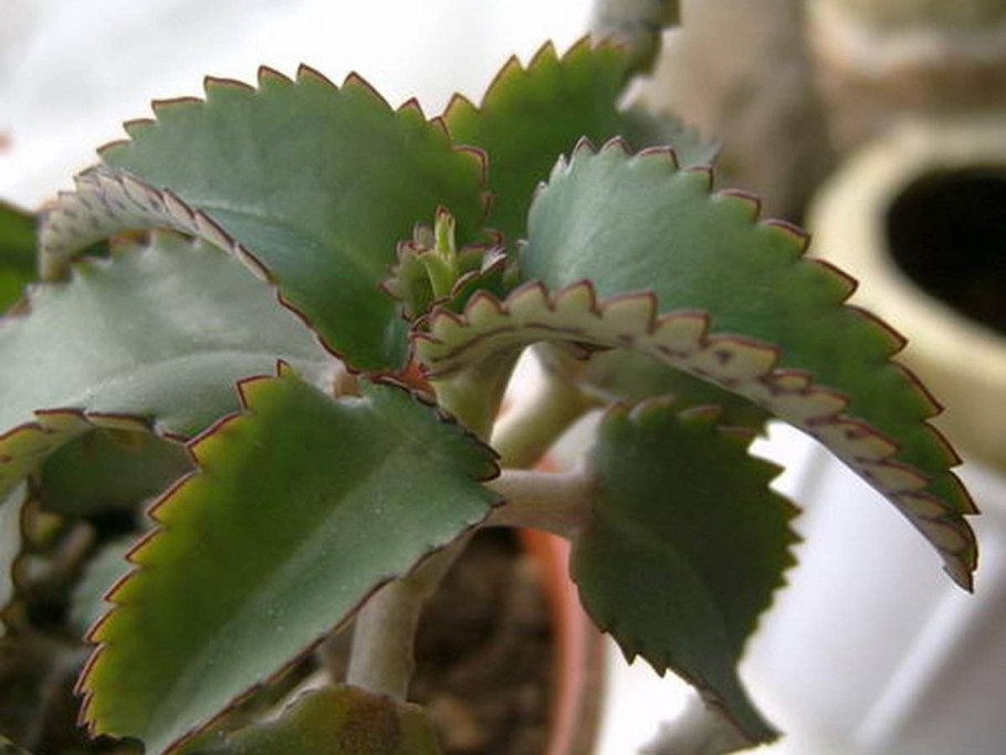 Каланхоэ пильчатолистное (Kalanchoe serratifolium)