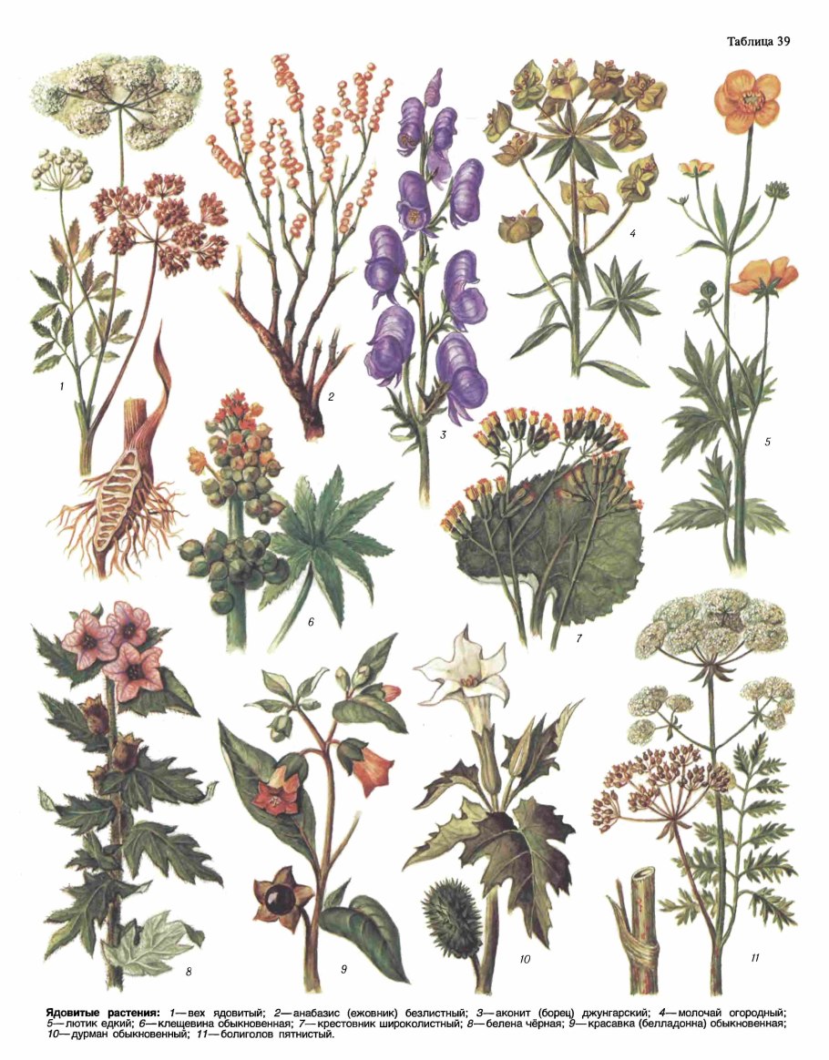 Красавка белладонна