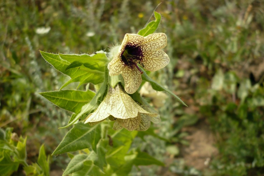 Белена (Hyoscyamus)