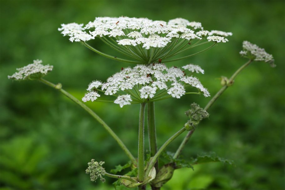 Белена (Hyoscyamus)