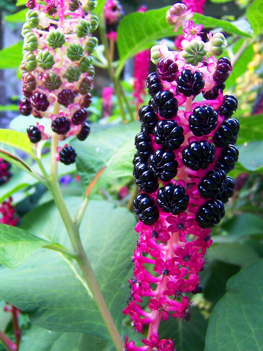 Опасное растение борщевик