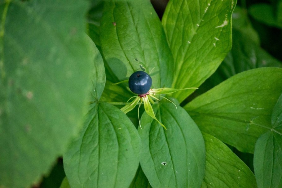 Борщевик Сосновского и купырь