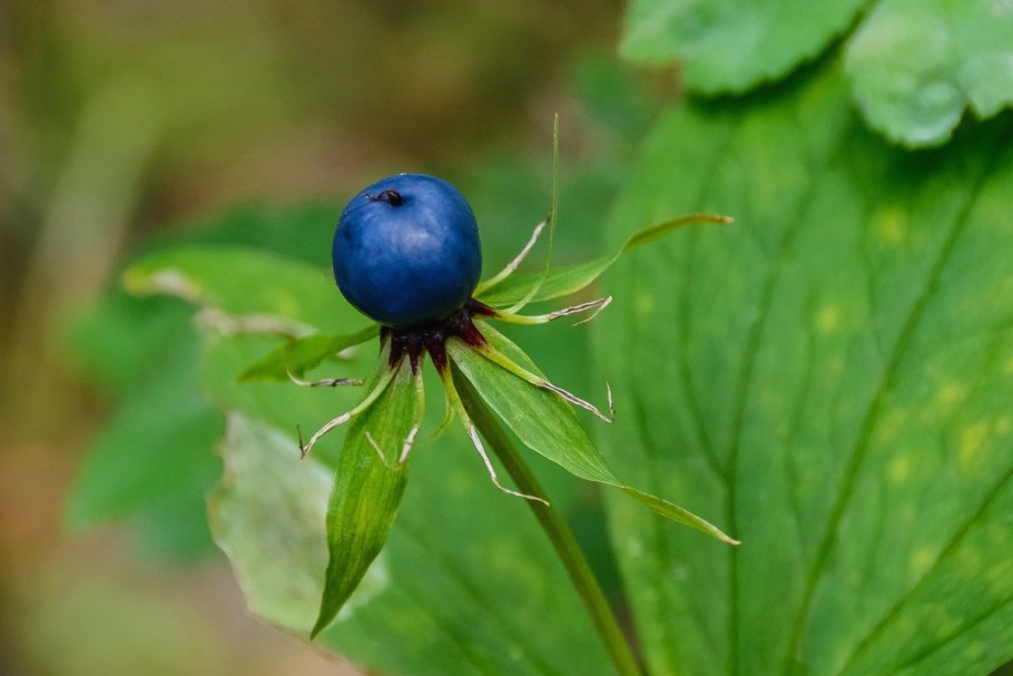 Ядовитый борщевик Сосновского