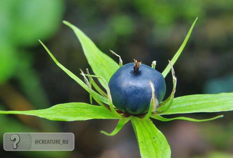 Борщевик ядовитое растение