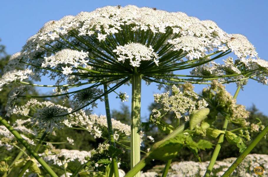. Воронец красноплодный. Actaea erythrocarpa