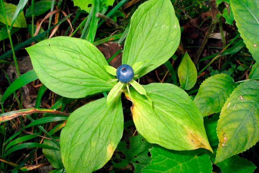 Белена черная (Hyoscyamus Niger)