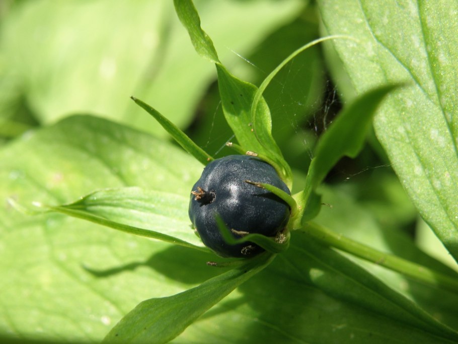 Несъедобный цветок