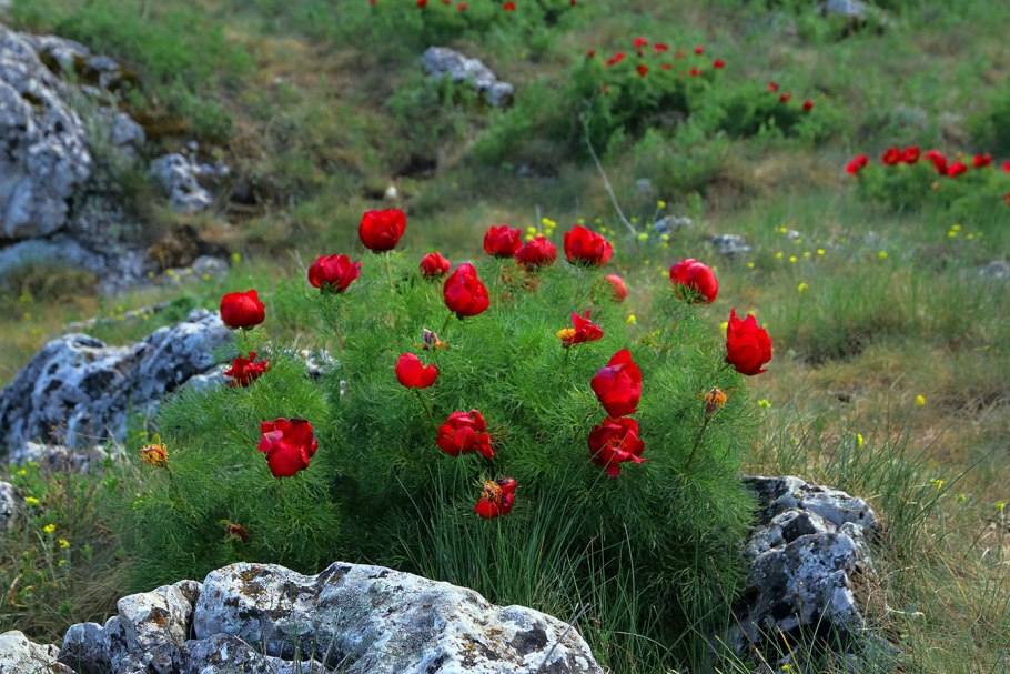 Пион тонколистный в Крыму