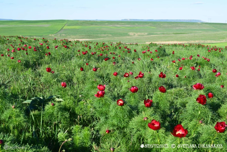 Пион тонколистный