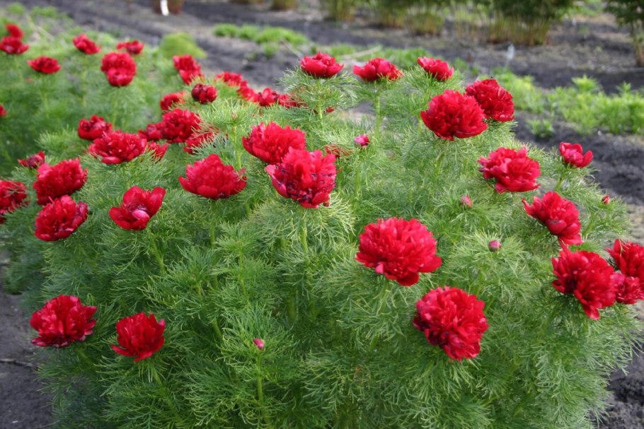Пион тонколистный Воронец